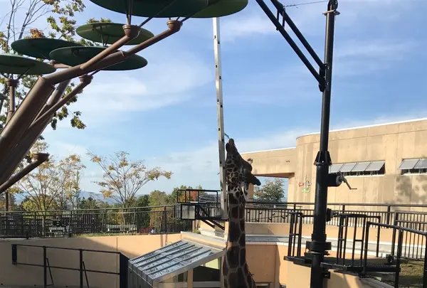旭川市 旭山動物園の写真・動画_image_165389