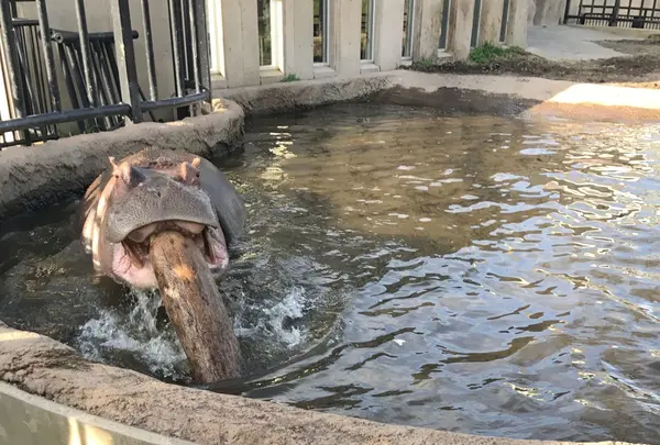 旭川市 旭山動物園の写真・動画_image_165390