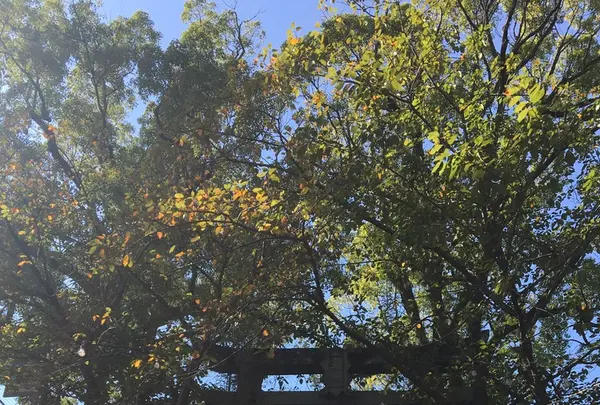 稲佐山の写真・動画_image_165507