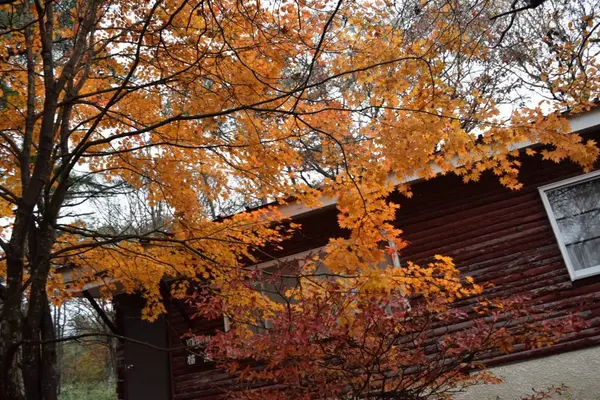 キープやまねミュージアムの写真・動画_image_165602