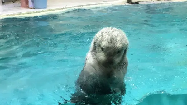 鳥羽水族館の写真・動画_image_165968
