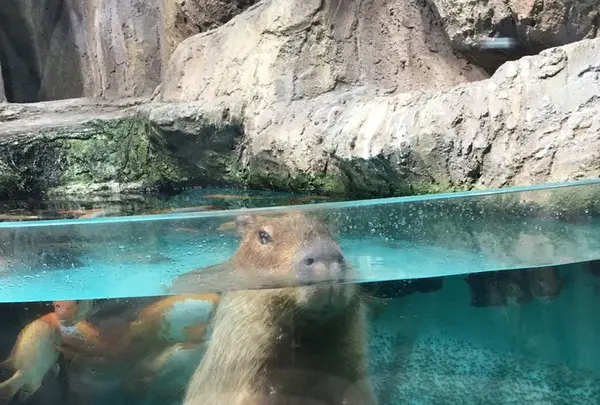 鳥羽水族館の写真・動画_image_165969