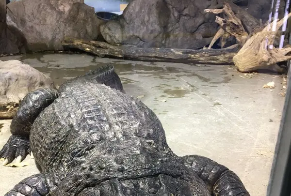 鳥羽水族館の写真・動画_image_165970