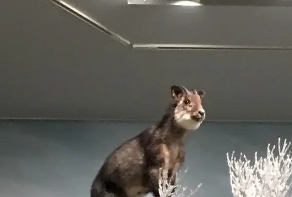 MieMu 三重県総合博物館の写真・動画_image_165980