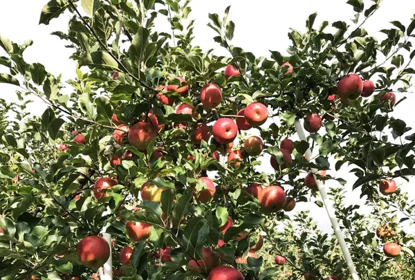 塩崎農園の写真・動画_image_165983