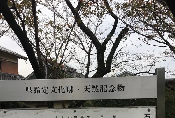 石薬師の蒲桜の写真・動画_image_165984
