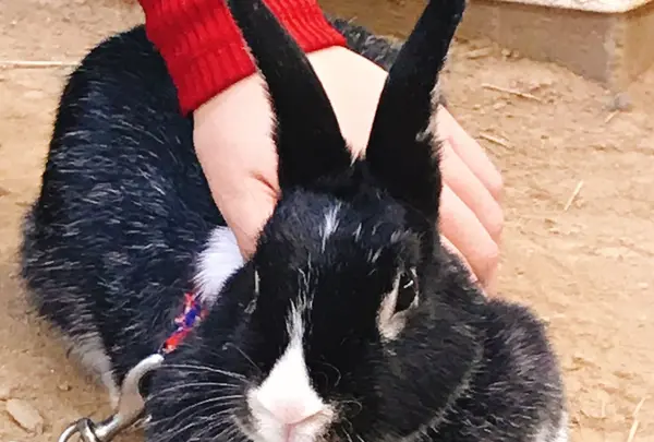 伊香保グリーン牧場の写真・動画_image_166033