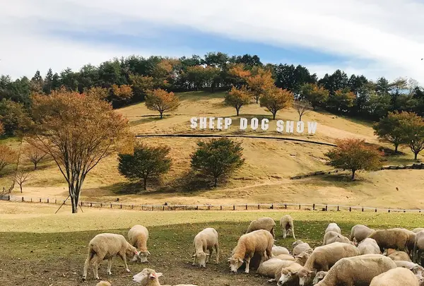 伊香保グリーン牧場の写真・動画_image_166034