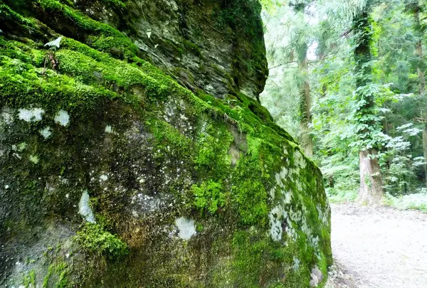 平泉寺白山神社の写真・動画_image_166211