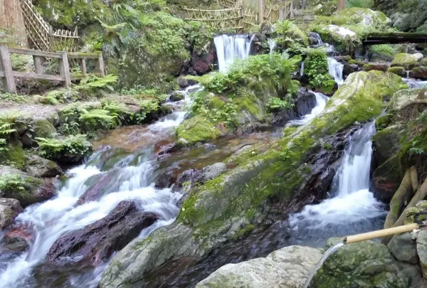 天徳寺の写真・動画_image_166214