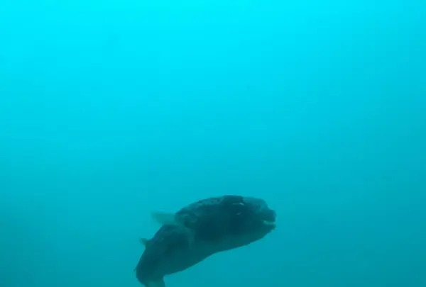 足摺海底館の写真・動画_image_166261