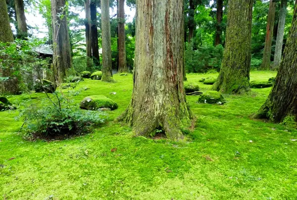 平泉寺白山神社の写真・動画_image_166332
