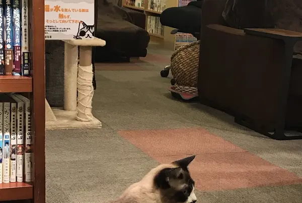 猫の居る休憩所299の写真・動画_image_166407