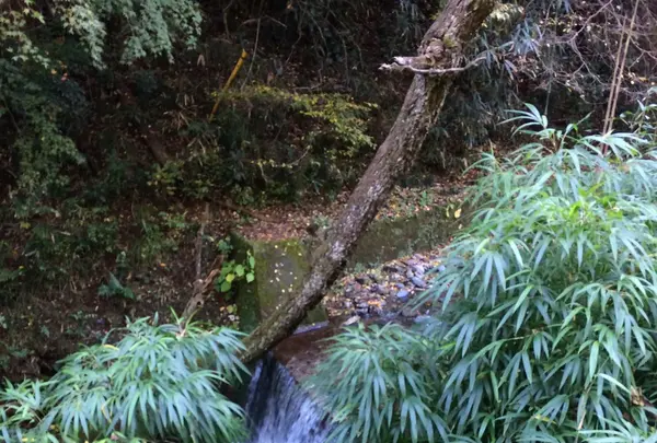 高尾山の写真・動画_image_166464