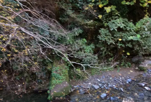 高尾山の写真・動画_image_166465