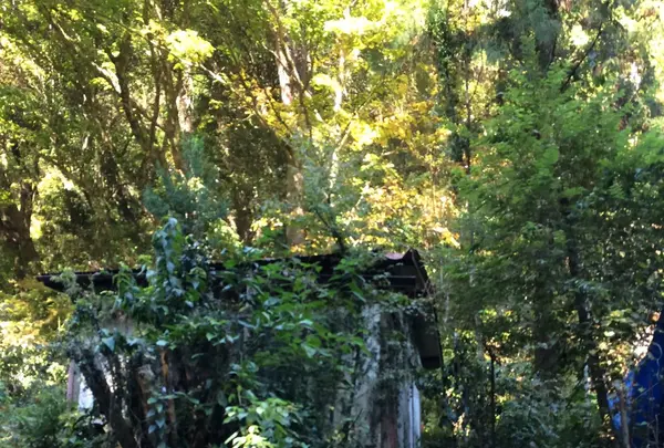 高尾山の写真・動画_image_166466