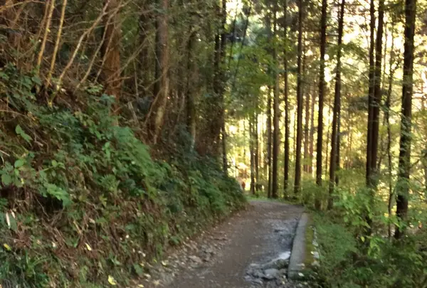 高尾山の写真・動画_image_166471