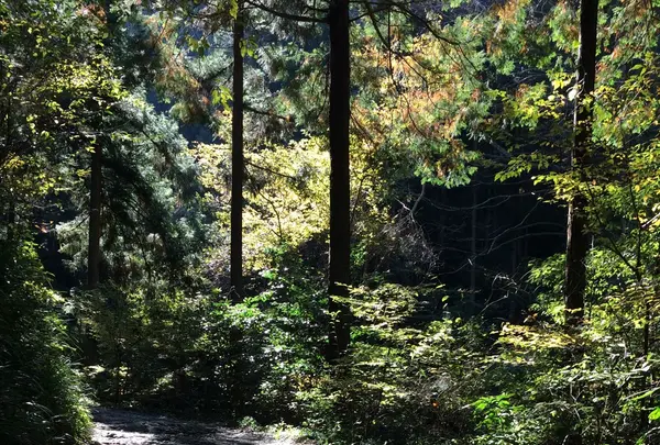 高尾山の写真・動画_image_166473