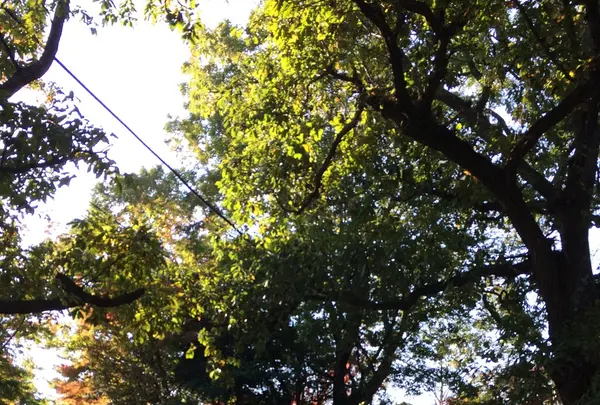 高尾山の写真・動画_image_166498