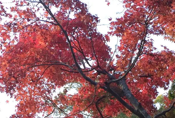 高尾山の写真・動画_image_166513