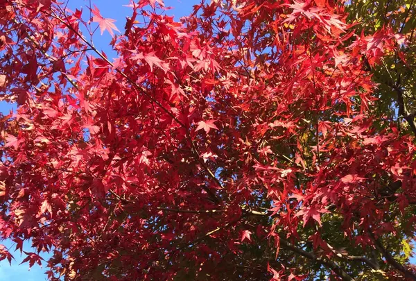 高尾山の写真・動画_image_166516