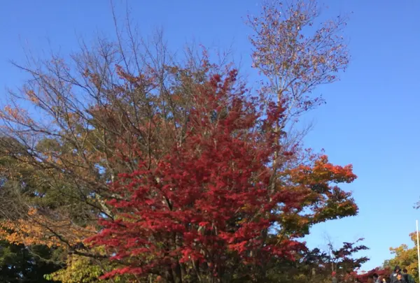 高尾山の写真・動画_image_166523