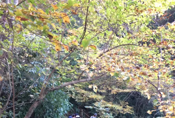 高尾山の写真・動画_image_166524