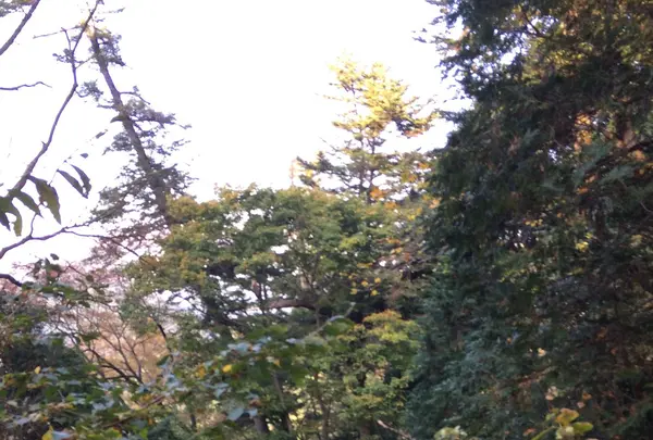 高尾山の写真・動画_image_166525