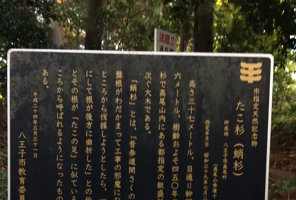 たこ杉の写真・動画_image_166532