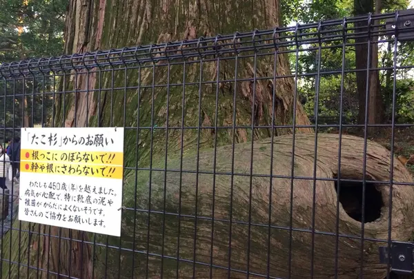 たこ杉の写真・動画_image_166533