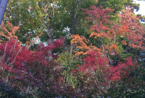 高尾山の写真・動画_image_166535