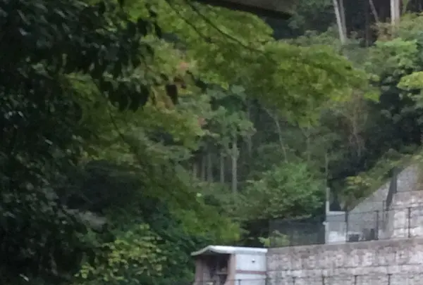 高尾山の写真・動画_image_166561