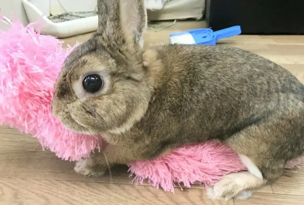 うさぎカフェ うさびび【池袋】の写真・動画_image_166835