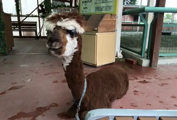 阿蘇カドリー・ドミニオンの写真・動画_image_167153