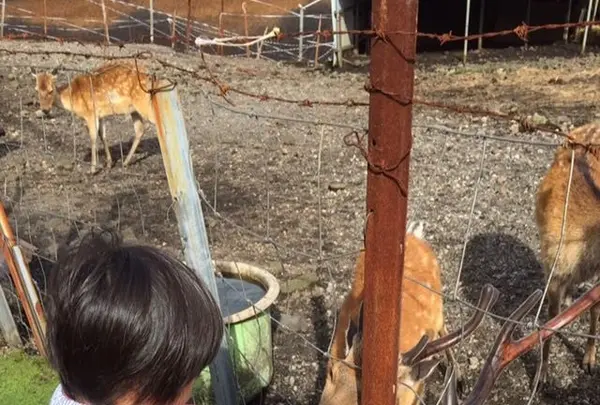 千羽鶴鹿公園の写真・動画_image_167221