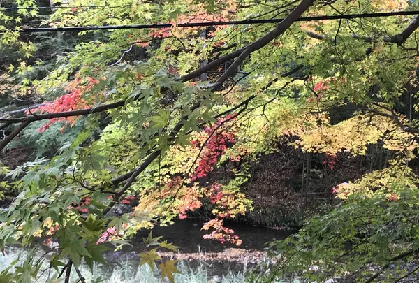 袋田の滝の写真・動画_image_167238