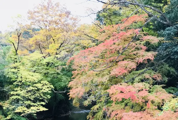 袋田の滝の写真・動画_image_167240