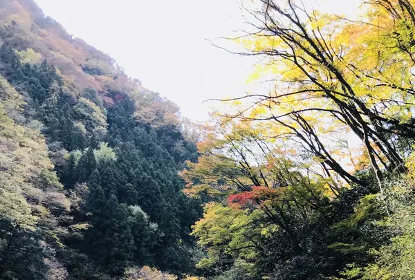 袋田の滝の写真・動画_image_167241