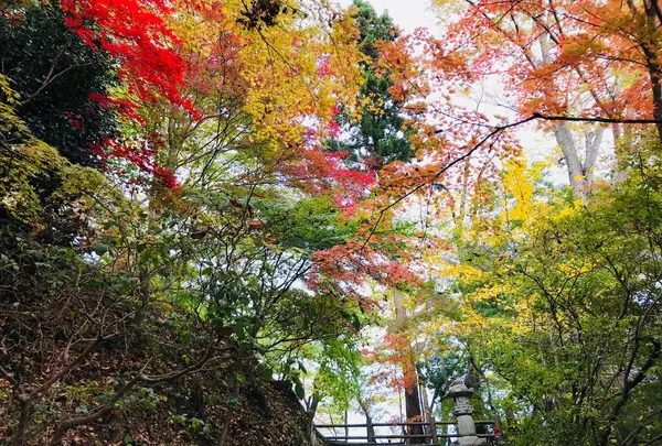 永源寺の写真・動画_image_167244