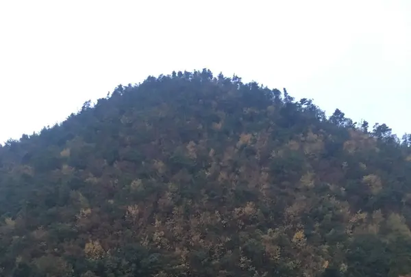 東急ハーヴェストクラブＶＩＡＬＡ ａｎｎｅｘ京都鷹峯の写真・動画_image_167322