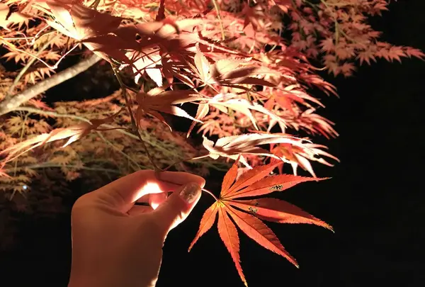 月の石もみじ公園の写真・動画_image_167471