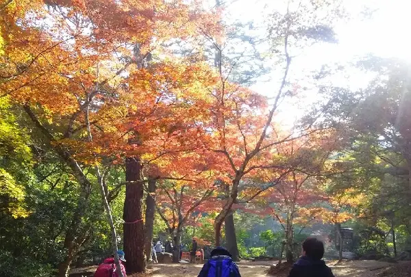 紅葉谷公園の写真・動画_image_167505