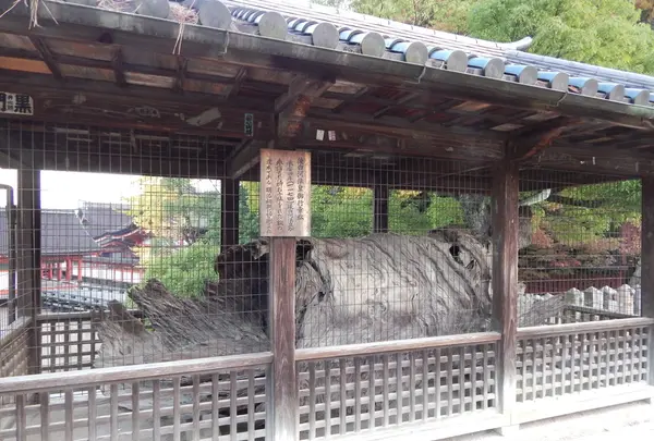 豊国神社（千畳閣）の写真・動画_image_167638