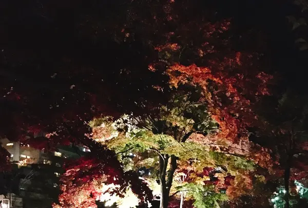 河鹿橋の写真・動画_image_167827