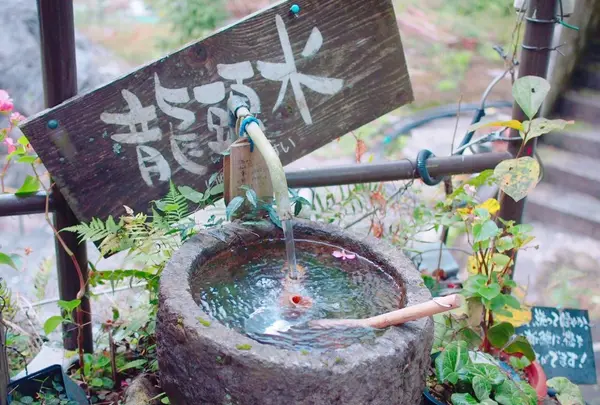 紅葉橋の写真・動画_image_167991