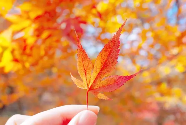 マゼノ渓谷の写真・動画_image_168000