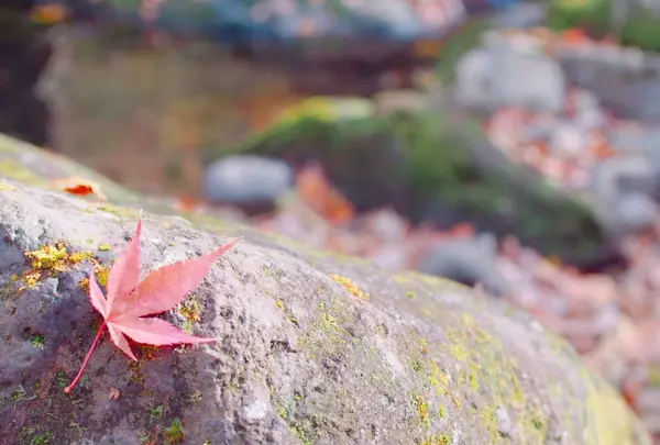 マゼノ渓谷の写真・動画_image_168001