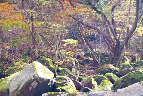 マゼノ渓谷の写真・動画_image_168002