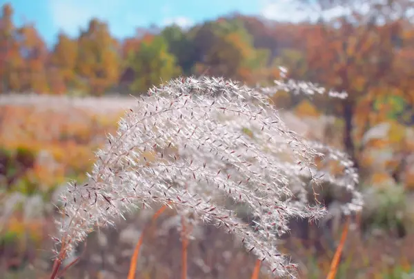 マゼノ渓谷の写真・動画_image_168003