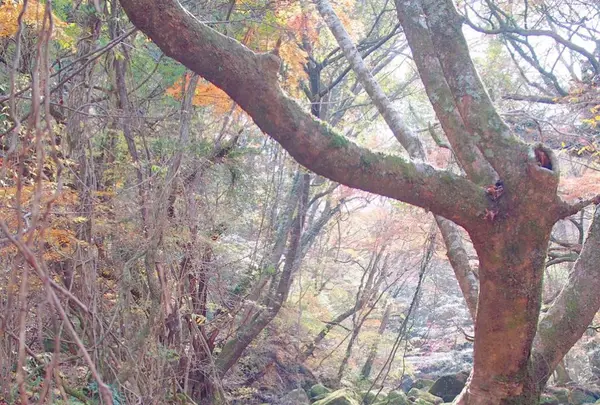 マゼノ渓谷の写真・動画_image_168004